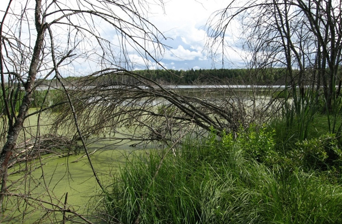 Река Сендега, image of landscape/habitat.