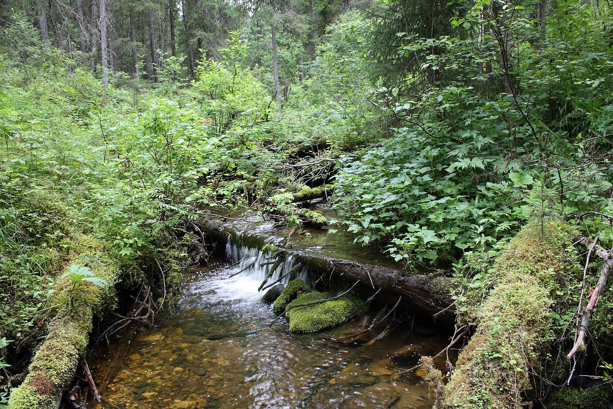 Двино-Пинежский лес, image of landscape/habitat.