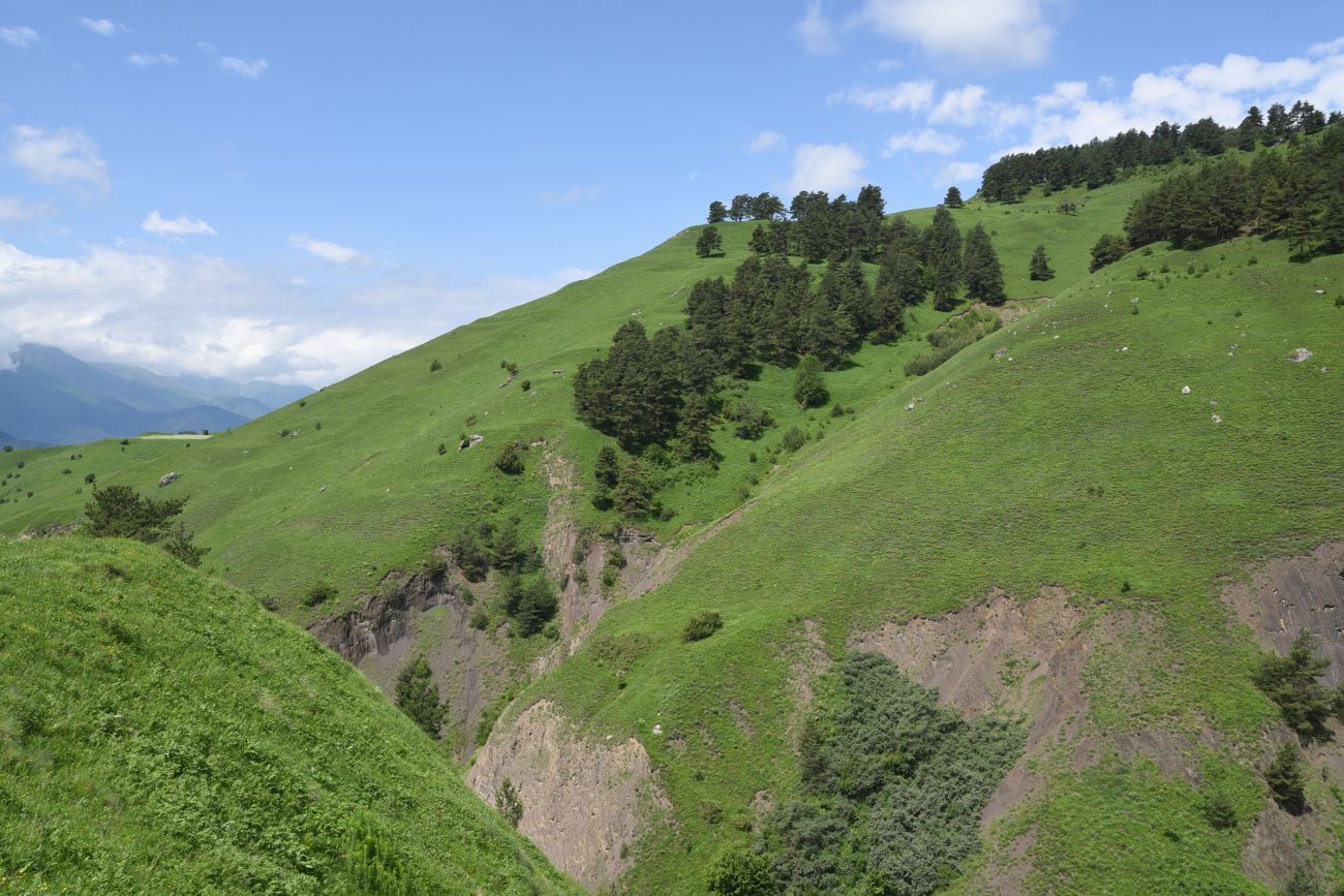 Окрестности урочища Мусиево, image of landscape/habitat.