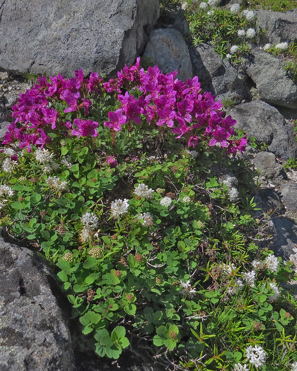 Вулкан Баранского, image of landscape/habitat.