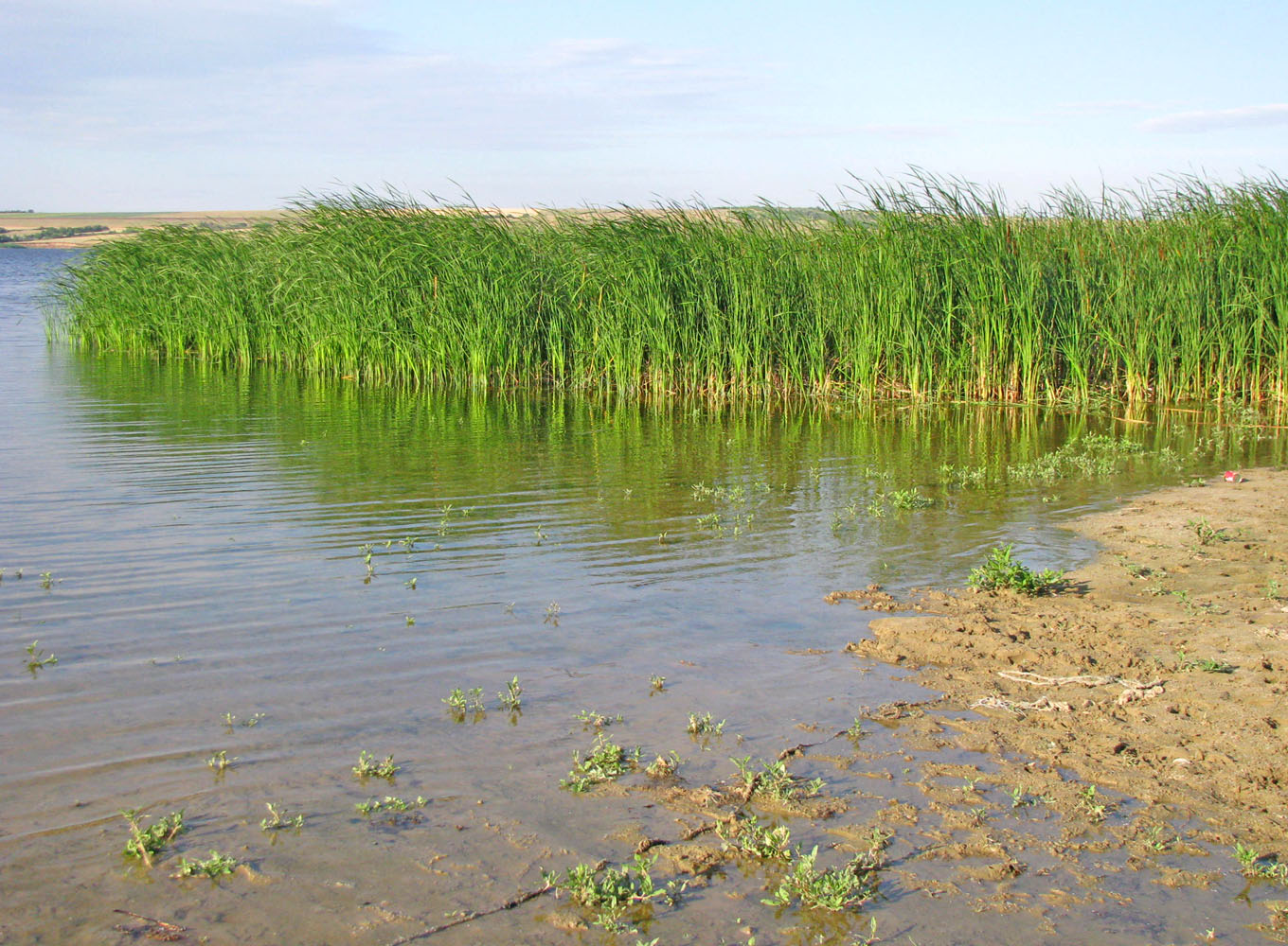Волгоградское водохранилище, image of landscape/habitat.