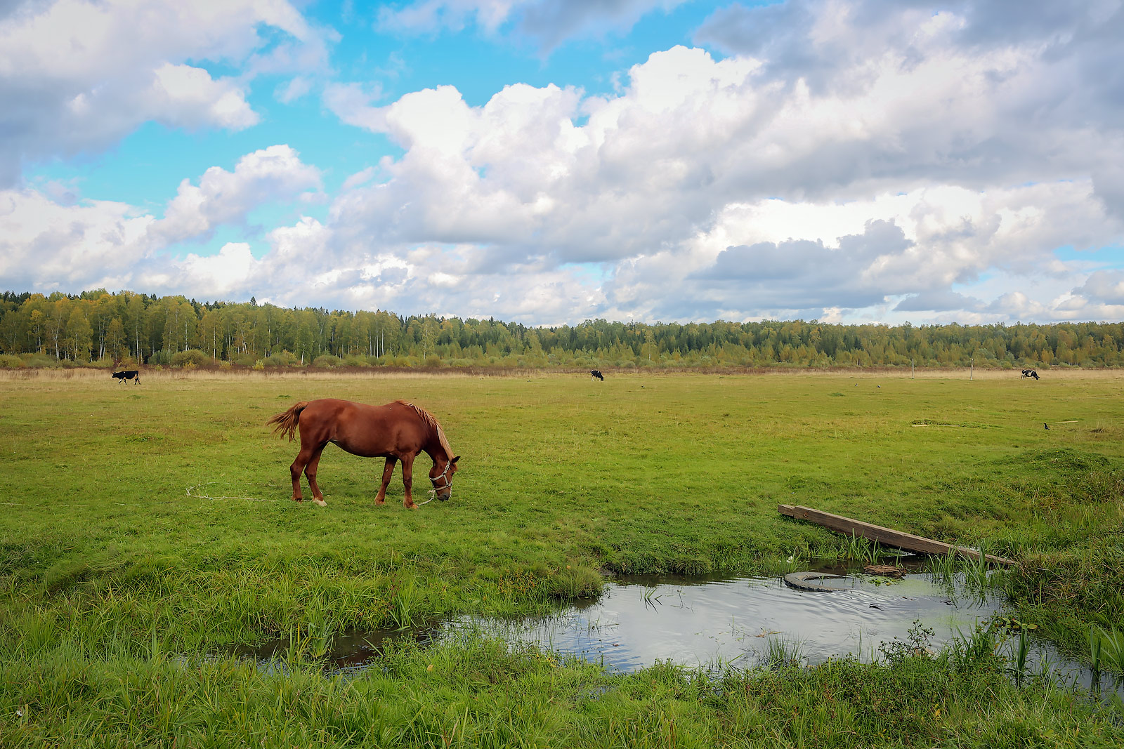 Заборная, image of landscape/habitat.