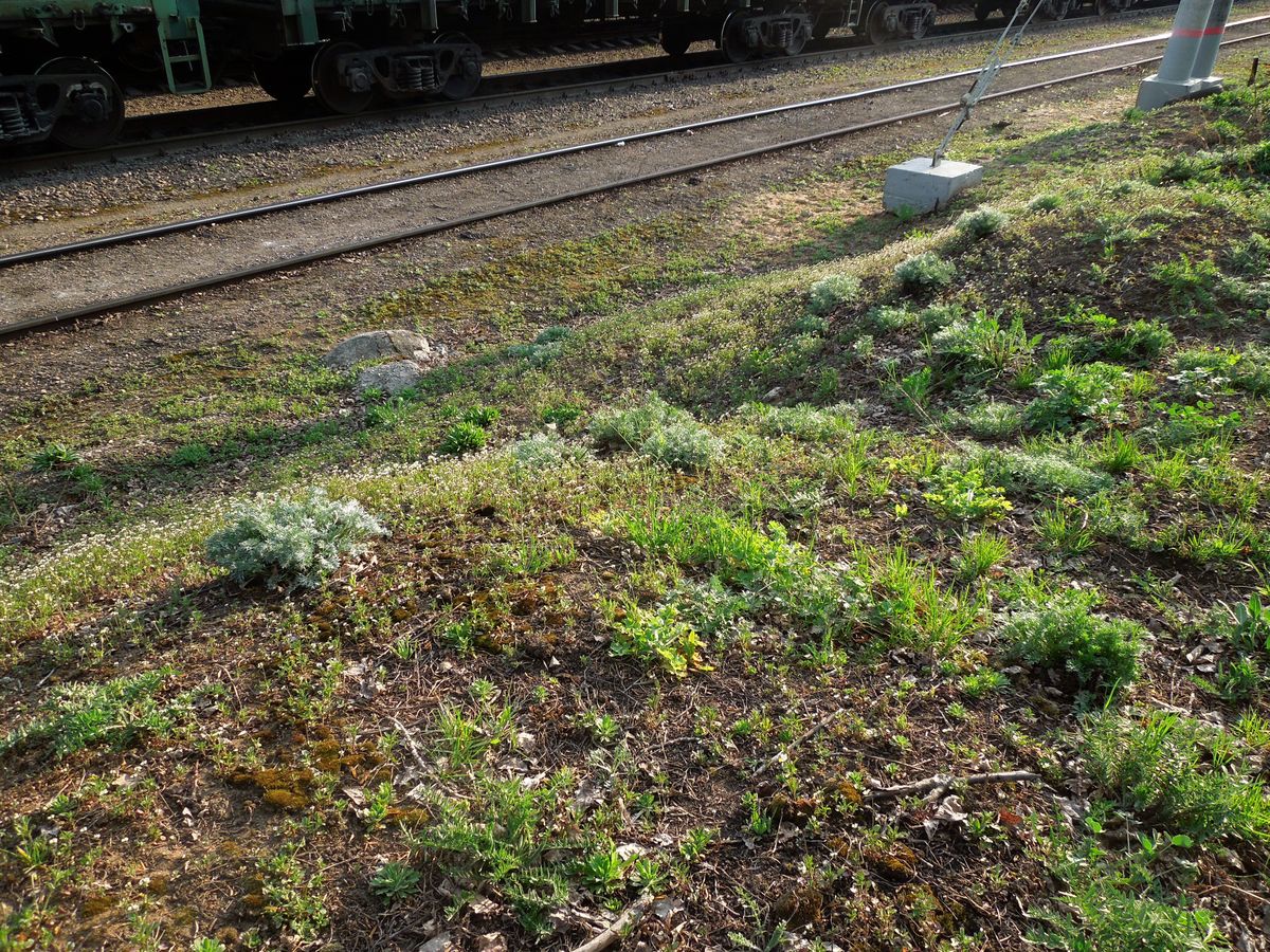 Люберцы, image of landscape/habitat.