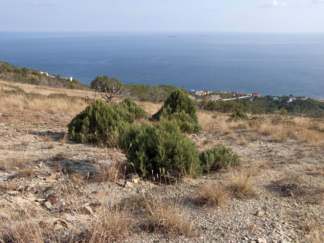 Широкая Балка, image of landscape/habitat.