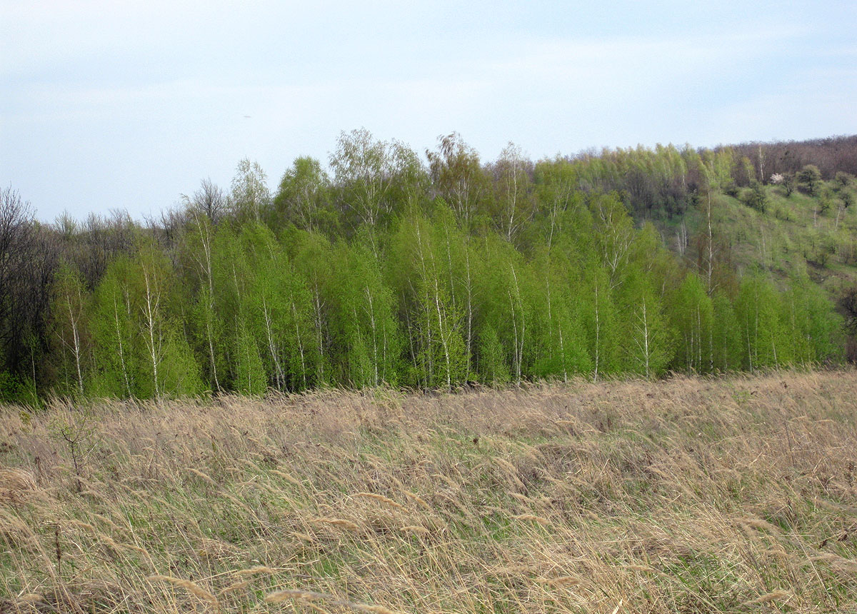 Трахтемиров, image of landscape/habitat.