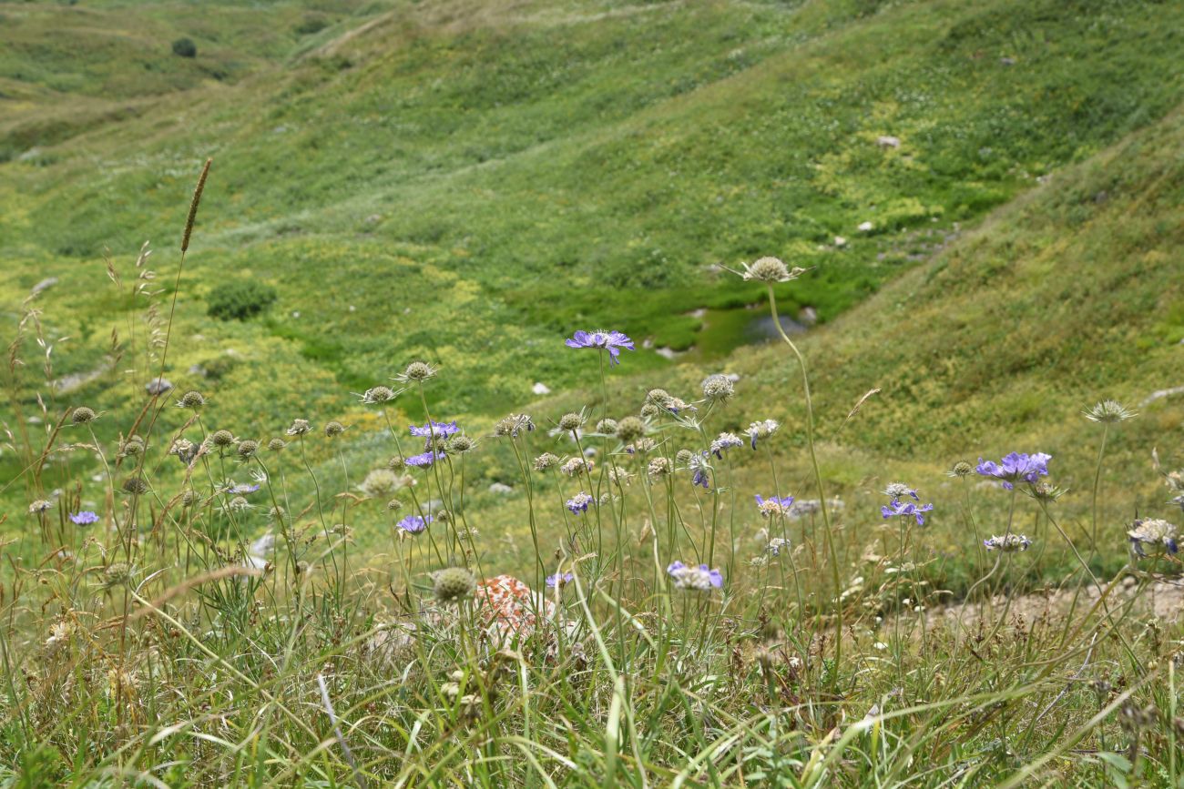 Гузерипльский перевал, image of landscape/habitat.