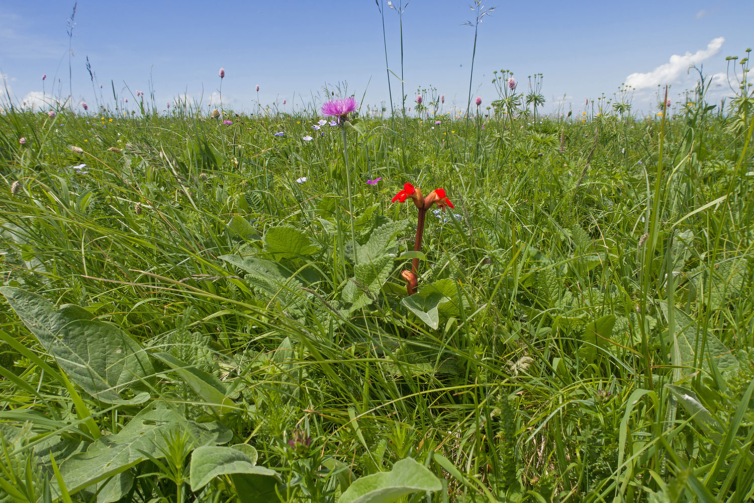 Джисса, image of landscape/habitat.