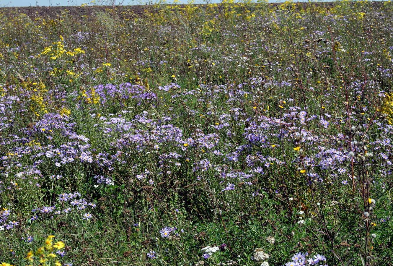 Бакотский залив, image of landscape/habitat.