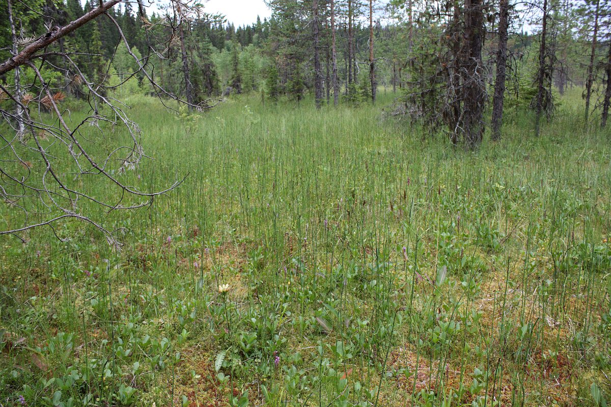 Двино-Пинежский лес, image of landscape/habitat.