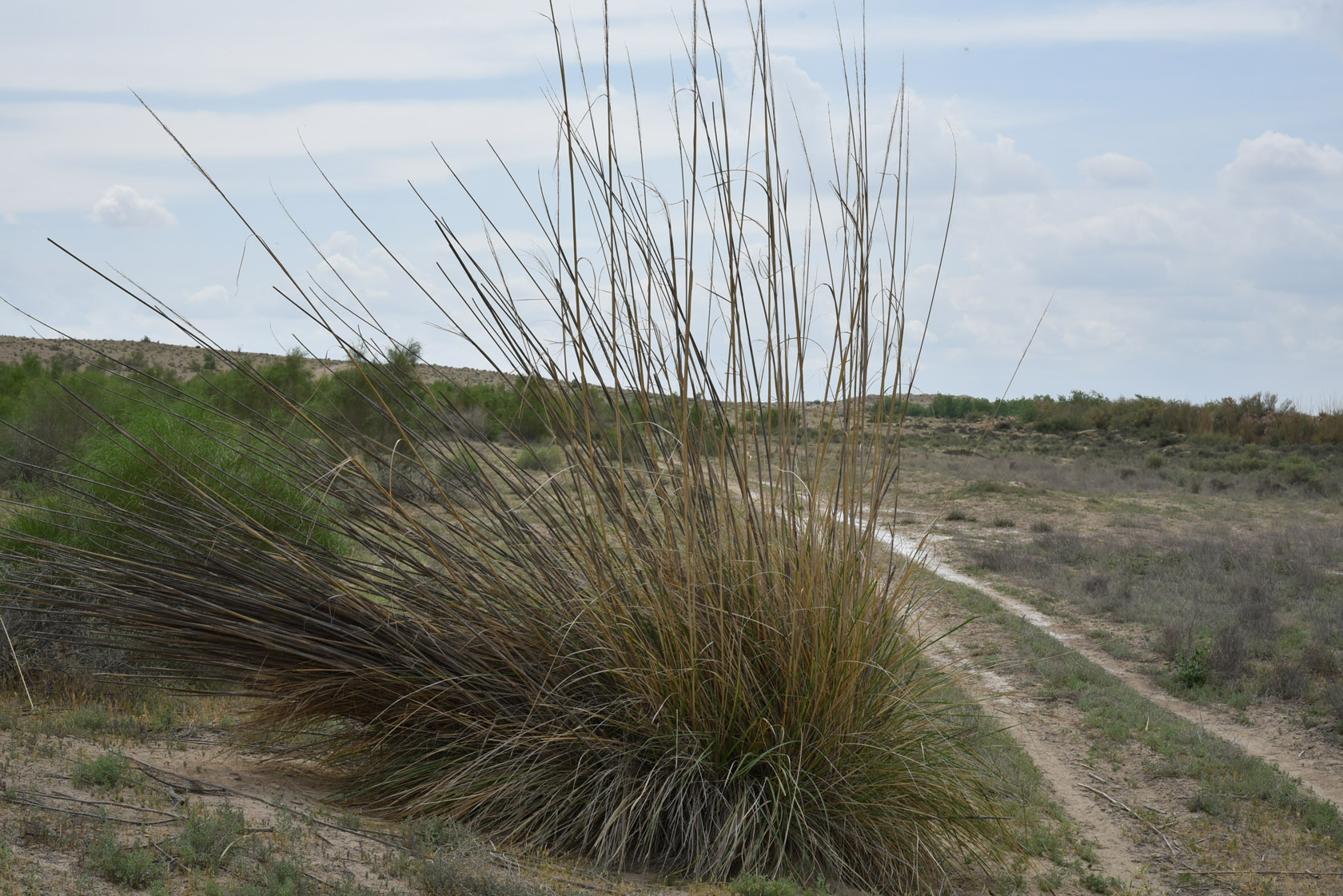 Тудакуль, image of landscape/habitat.