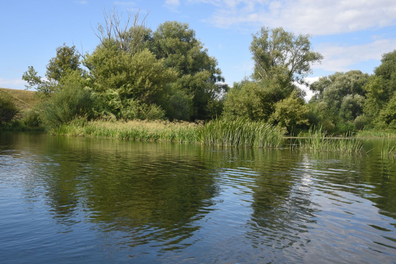 Устье реки Кочуровка, image of landscape/habitat.