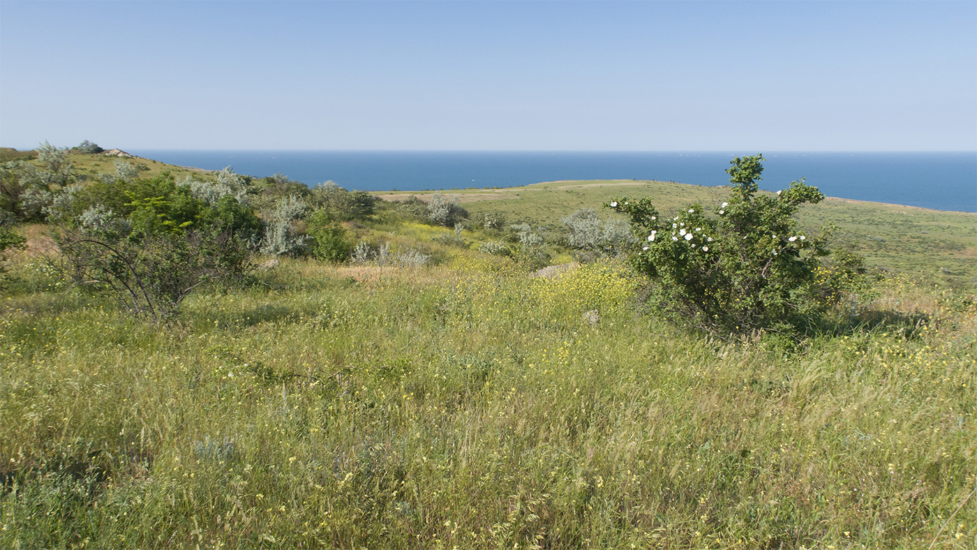 Гора Хрони, image of landscape/habitat.