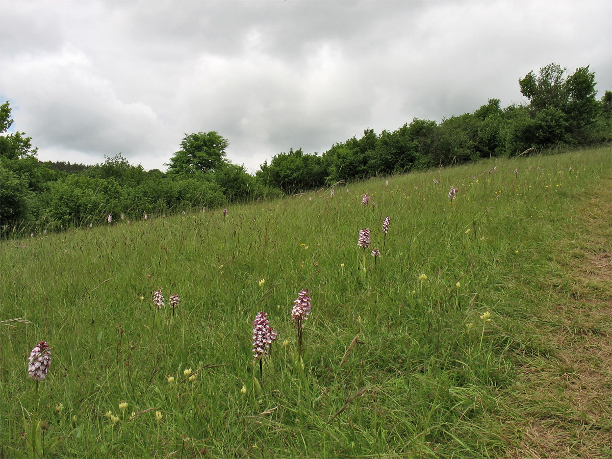 Бад-Мюнстерайфель, image of landscape/habitat.