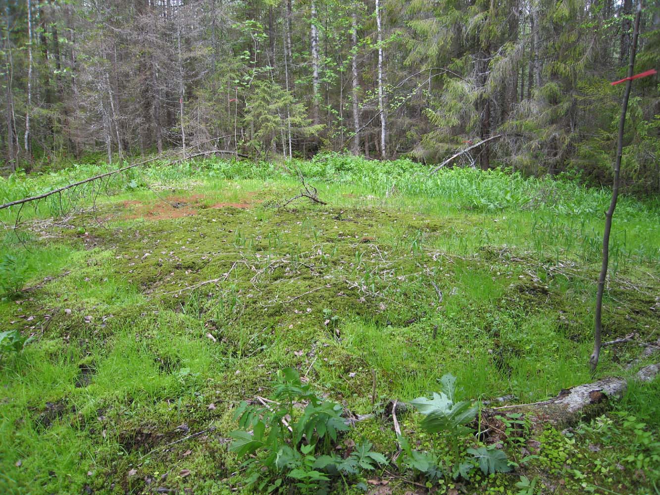 Заповедник "Кологривский лес", image of landscape/habitat.