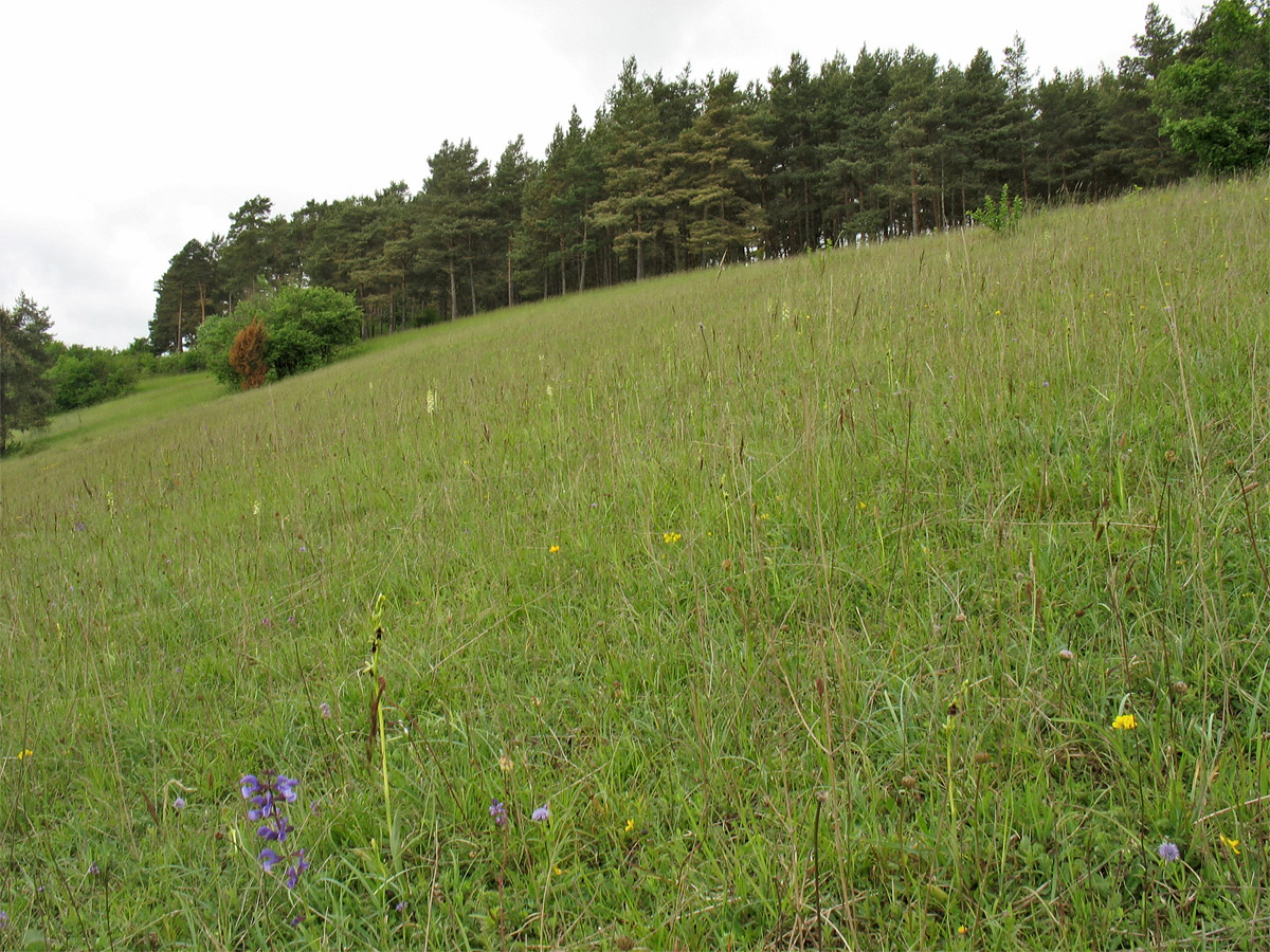 Бад-Мюнстерайфель, image of landscape/habitat.