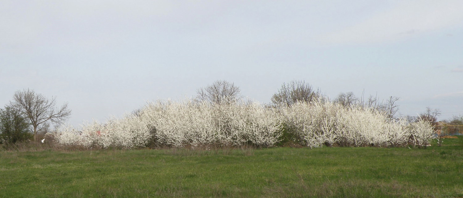 Станица Шкуринская, image of landscape/habitat.