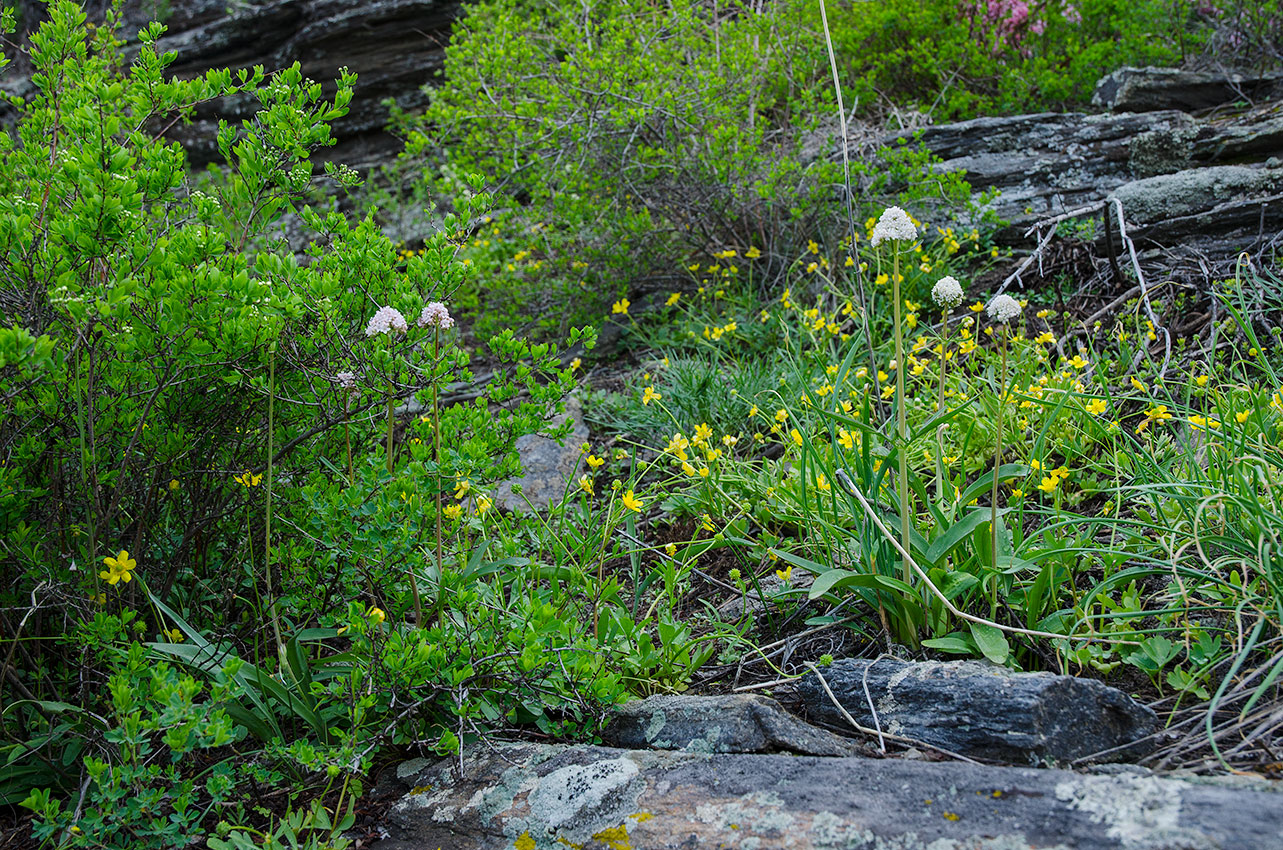 Окрестности Верхнегалеево, image of landscape/habitat.