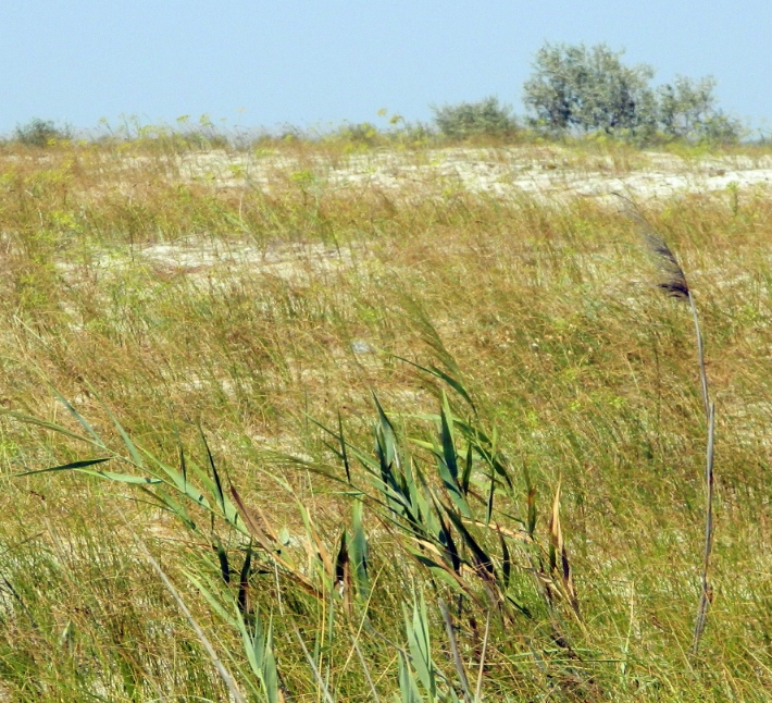 Остров Джарылгач, image of landscape/habitat.