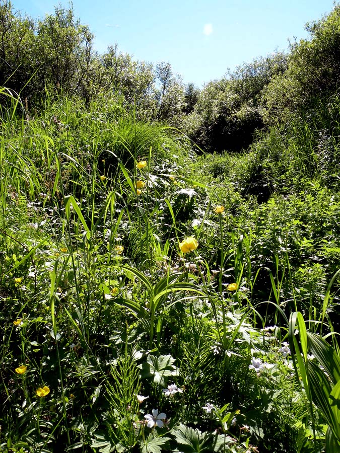 Река Вельт, image of landscape/habitat.