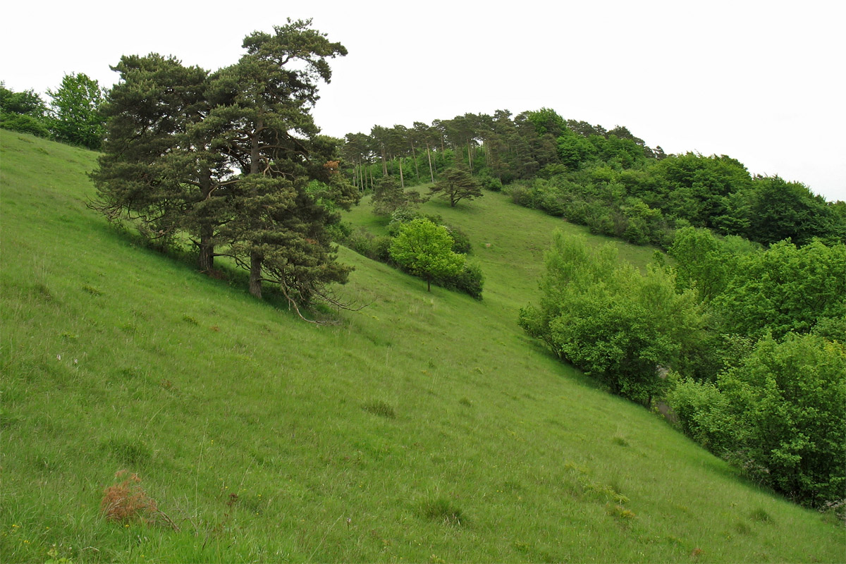 Бад-Мюнстерайфель, image of landscape/habitat.