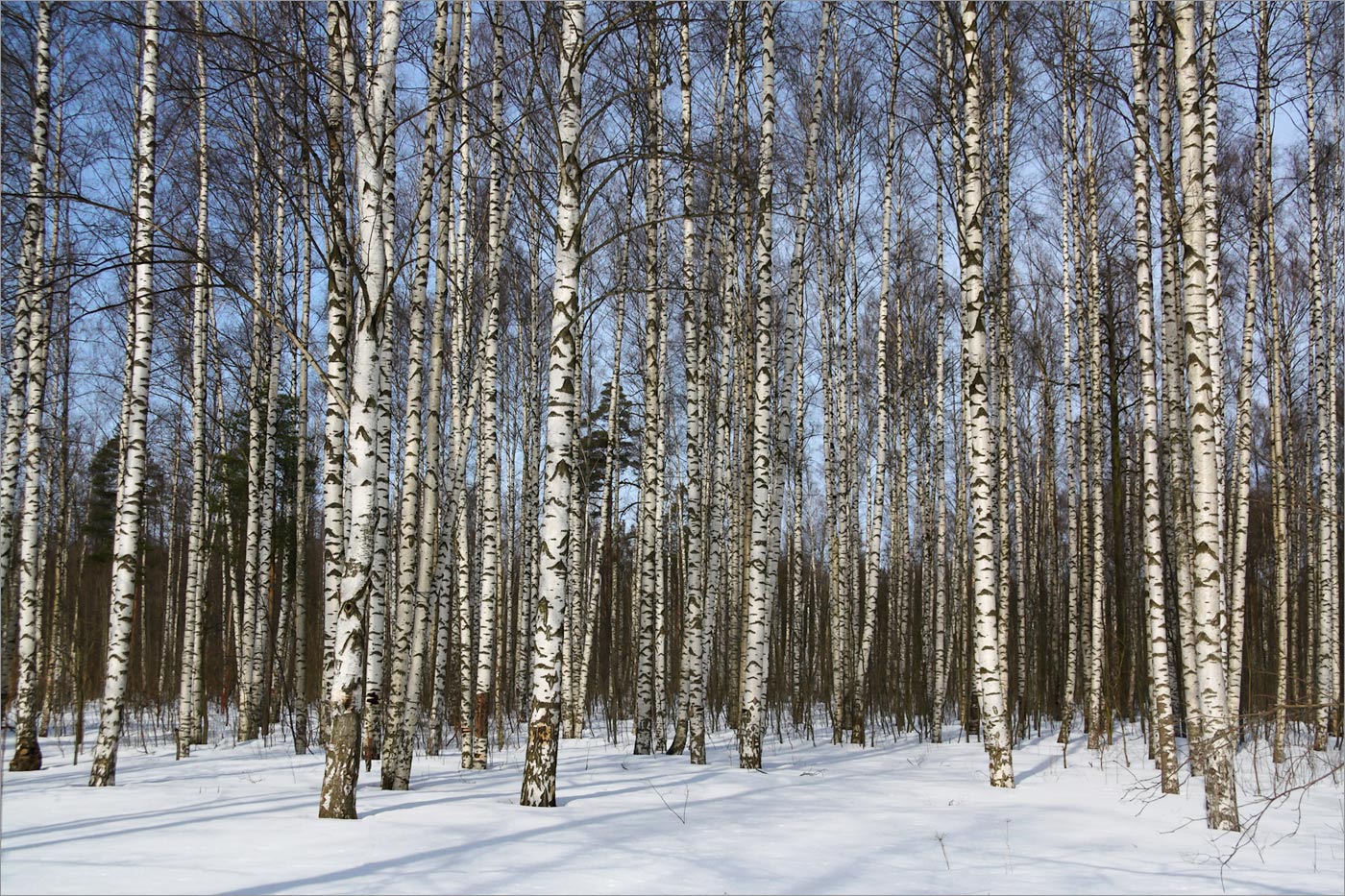 Петергоф, image of landscape/habitat.