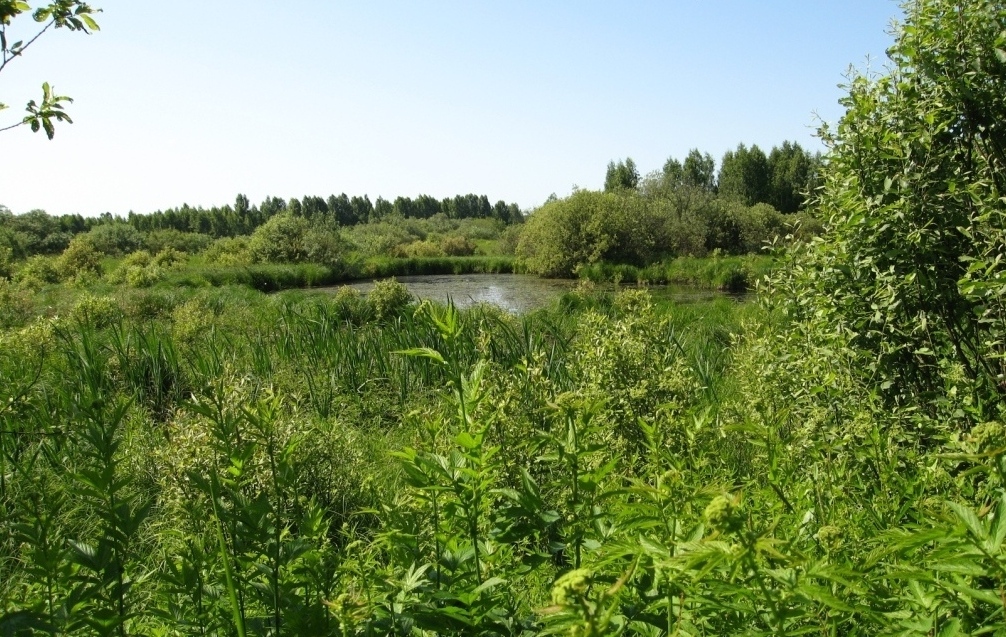 Селище, image of landscape/habitat.