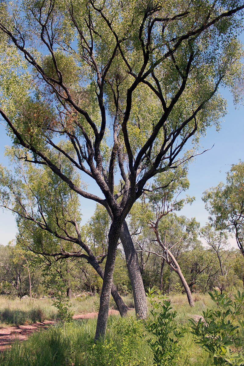 Джадбарра, image of landscape/habitat.