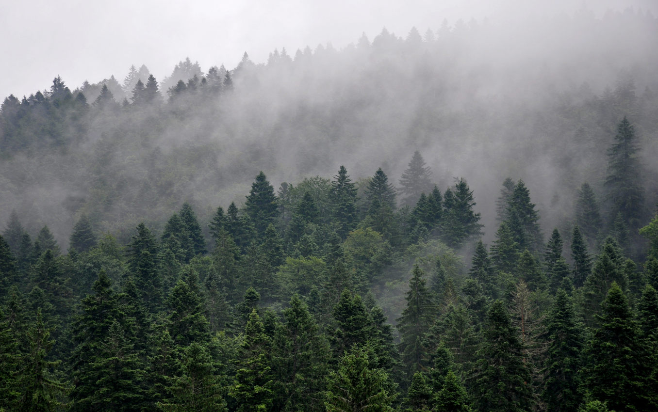 Плоскогорье Равна Тара, image of landscape/habitat.