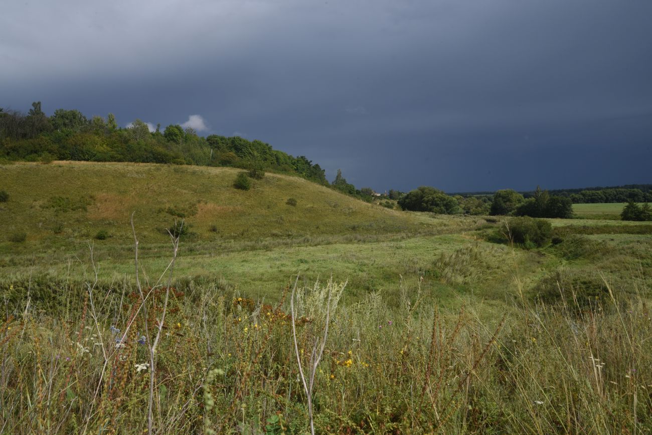 Балка Крутой Овраг, image of landscape/habitat.