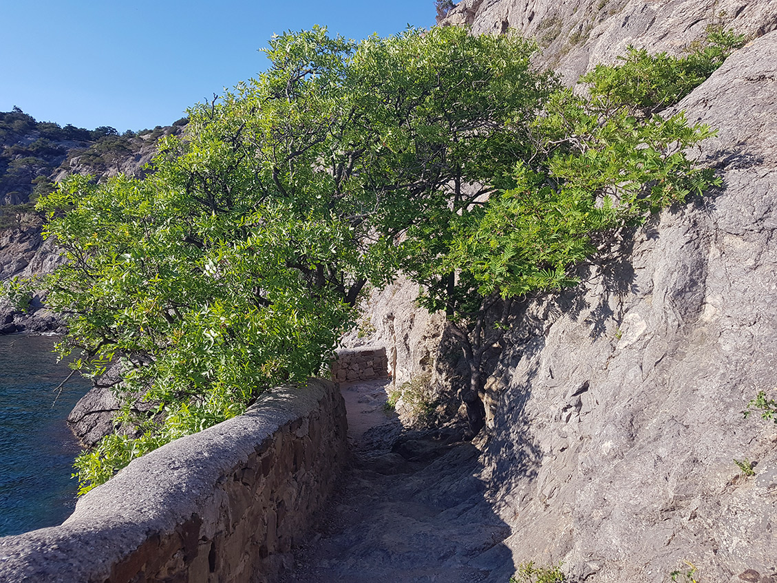 Тропа Голицына, image of landscape/habitat.