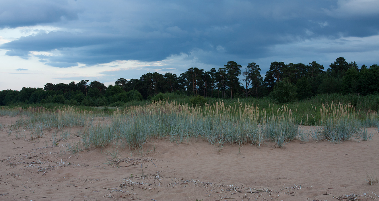 Большая Ижора, image of landscape/habitat.