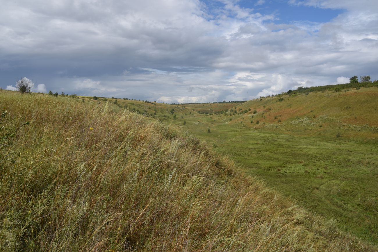 Балка Крутой Овраг, image of landscape/habitat.