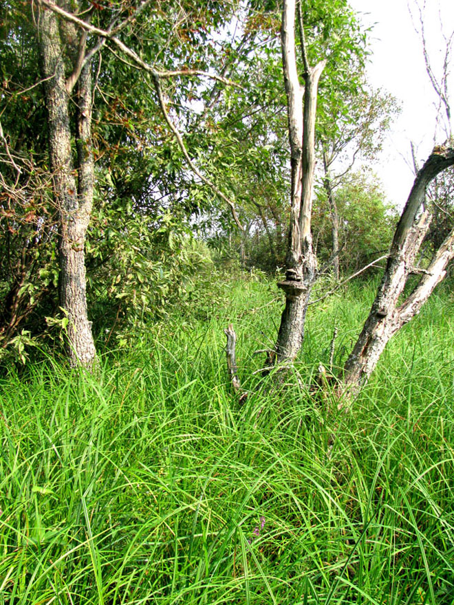 Дарвинский заповедник, image of landscape/habitat.