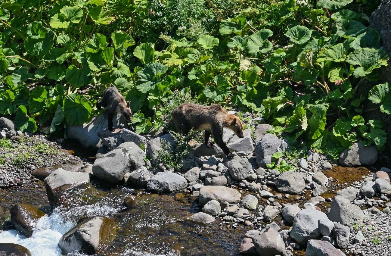 Водопадная, image of landscape/habitat.