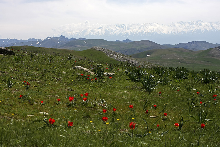 Ущелье Кенозен, image of landscape/habitat.