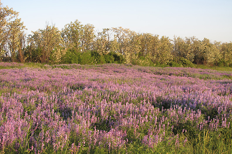 Кадамовка, image of landscape/habitat.