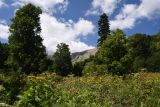 Окрестности кордона Узуруб, image of landscape/habitat.