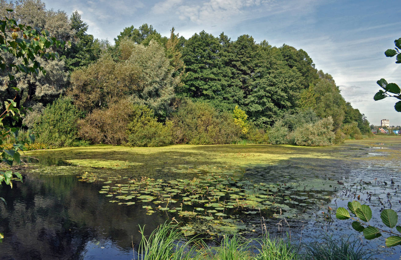 Железнодорожный, image of landscape/habitat.