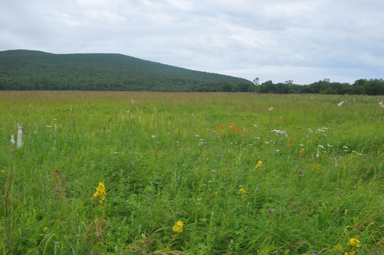 Устье реки Джигитовка, image of landscape/habitat.