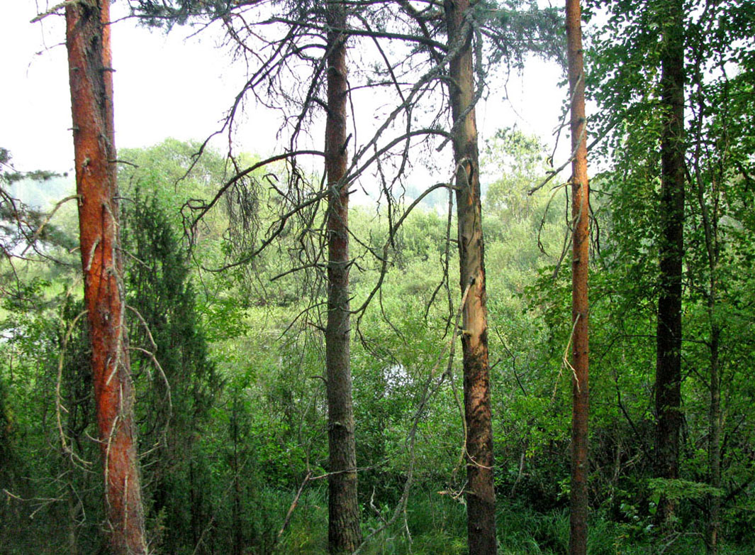 Дарвинский заповедник, image of landscape/habitat.