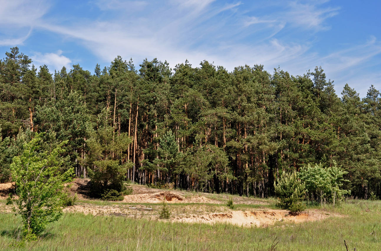 Окрестности поселка Белопесоцкий, image of landscape/habitat.