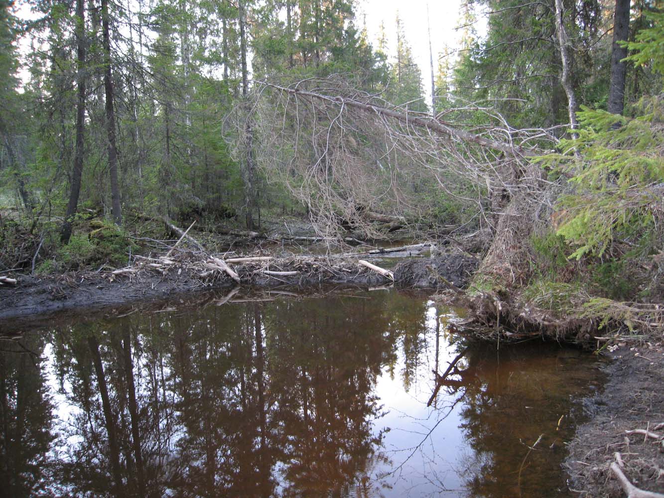 Заповедник "Кологривский лес", image of landscape/habitat.