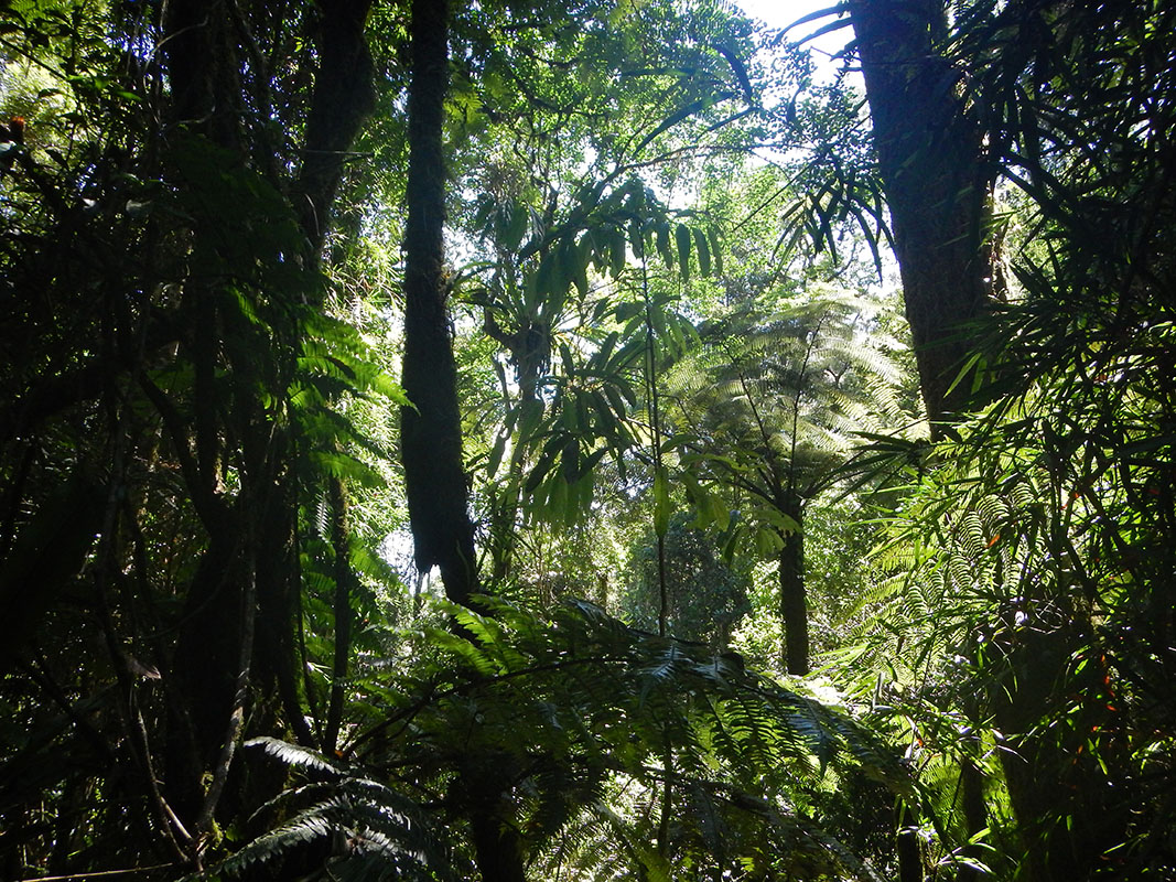 Раномафана, image of landscape/habitat.