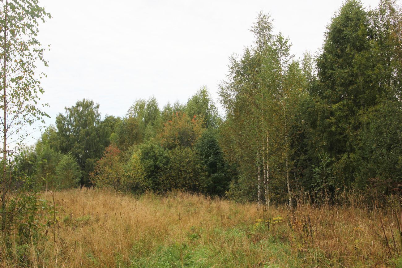 Окрестности деревни Козлово, image of landscape/habitat.