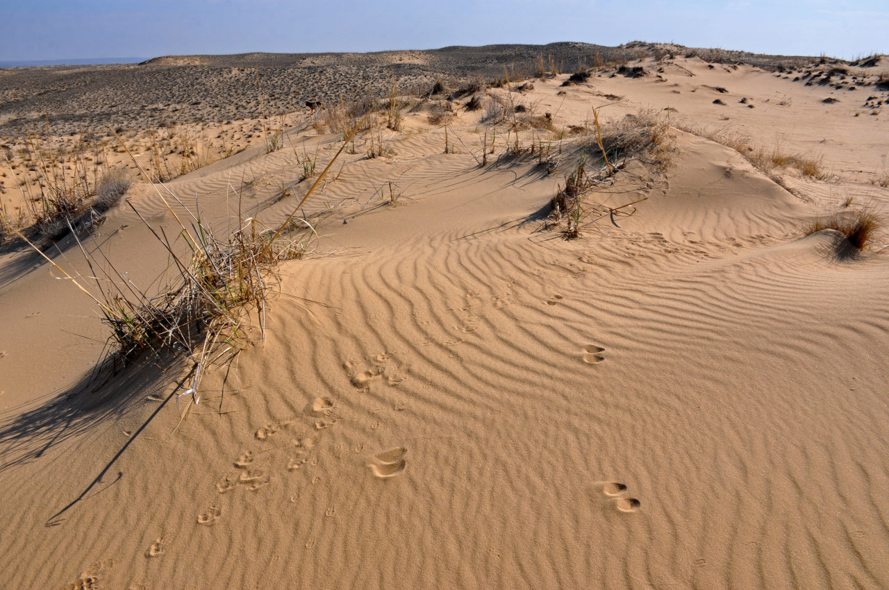 Голубинские пески, изображение ландшафта.