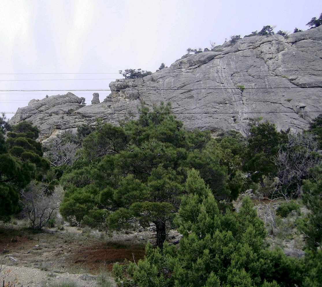 Новый Свет, image of landscape/habitat.