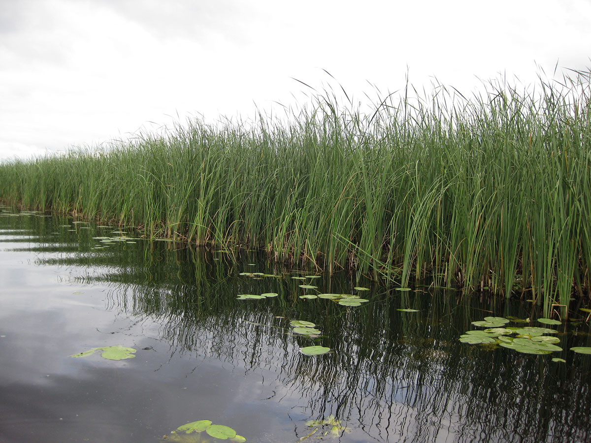 Озеро Волянское, image of landscape/habitat.