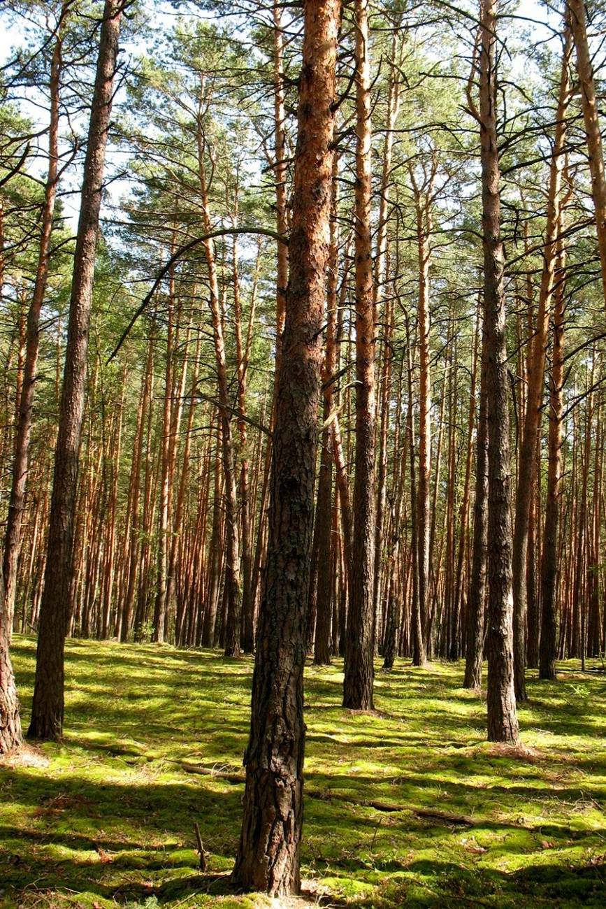 Приокско-Террасный заповедник, image of landscape/habitat.