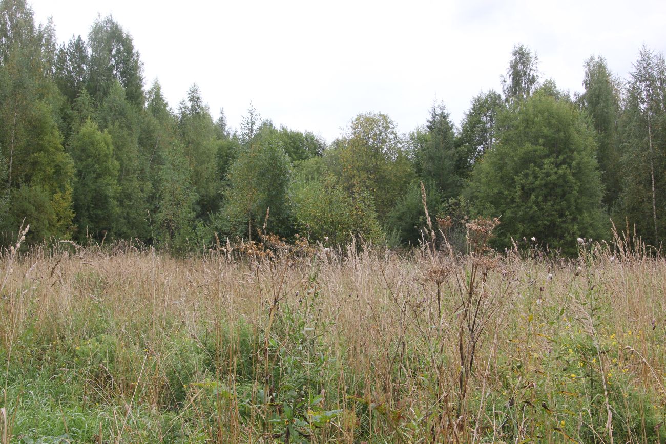 Окрестности деревни Козлово, image of landscape/habitat.