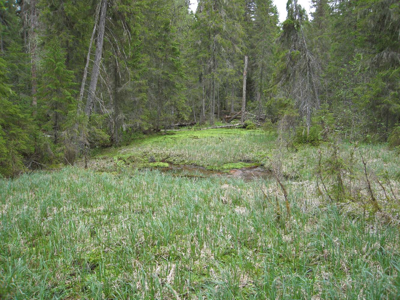 Заповедник "Кологривский лес", image of landscape/habitat.